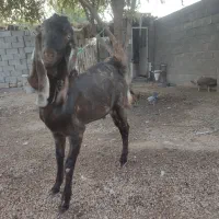 کهره پازنی|حیوانات مزرعه|شبانکاره, |دیوار