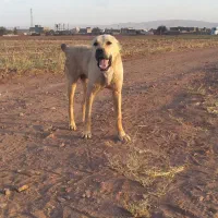 سگ نگهبان