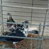 سرور|پرنده|قم, شهرک طالقانی|دیوار