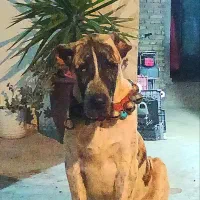 توله 6ماهه خراسانی درجه 1|سگ|ساری, |دیوار