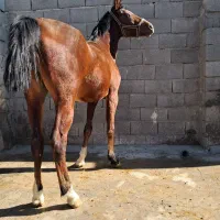 کره  اسب نریون. قیمت توافقی|اسب و تجهیزات اسب‌سواری|فلاورجان, |دیوار