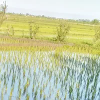 زمین مزروعی سند دار|فروش دفتر صنعتی، کشاورزی، تجاری|تالش, جوکندان|دیوار