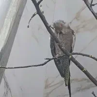 گمشده|حیوانات|بجنورد, |دیوار