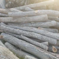 چوب|خدمات باغبانی و درختکاری|یاسوج, |دیوار