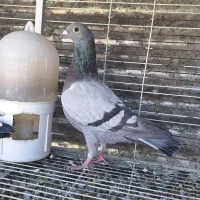 کفتر ماده|پرنده|شیراز, شهرک فرهنگیان|دیوار
