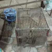 قفس آهنی|لوازم جانبی حیوانات|قم, سید معصوم|دیوار