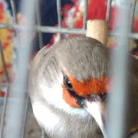 سهره کرمونی گل بلندوعتیغه وسرسیاه تولکی