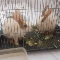 3عددخرگوش|موش و خرگوش|سنندج, |دیوار