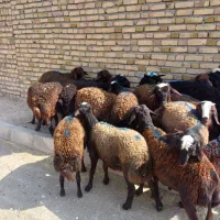 بر افشاری پای پرواری مخصوص پرواربندی جفتی ۷۴کیلو
