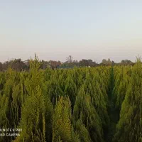 کامیس نوکدار....گلدان|گل و گیاه طبیعی|رحیم‌آباد, |دیوار