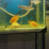 اکواریوم ماهی همراه با لوازم