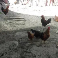 خروس فروشی