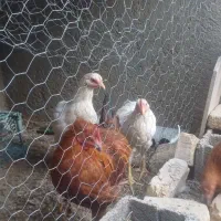 مرغ محلی تخم گذار|حیوانات مزرعه|جغتای, |دیوار