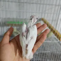 عروس هلندی دستی|پرنده|قوچان, |دیوار