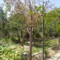 374متر-زمین-1100متر-بنا-کلنگی-پهنه-آر-پارک-ساعی