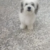 توله ۶ ماهه شیتزو|سگ|شیراز, کوشک میدان|دیوار