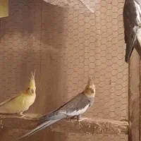 عروس هلندی|پرنده|کهریزک, |دیوار