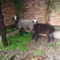 گوسفند شال با بره نر