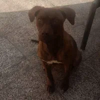 سگ پیتبول|سگ|اسلام‌شهر, شهرک توحید|دیوار