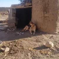 سگ ژرمن اصیل شناسنامه دار|سگ|شیروان (خراسان), |دیوار