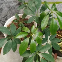 گل آپارتمانی|گل و گیاه طبیعی|کرمانشاه, |دیوار