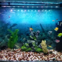 ماهی گیاه خوار فروشی