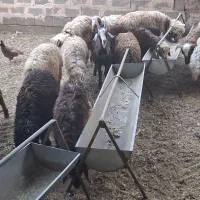 بره ماده ریز