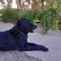 سگ نگهبان|سگ|مشهد, فرخد|دیوار