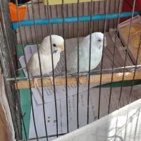 مرغ عشق وطوطی برزیلی