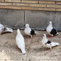 دوکت پرشی|پرنده|بندرلنگه, |دیوار