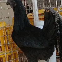 فروش مرغ لاکندزی ۶ و ۸ ماهه جوان