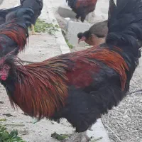 چند عدد خروس یک ساله محلی حنایی|حیوانات مزرعه|اهرم, |دیوار