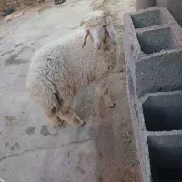 سوسنگرد