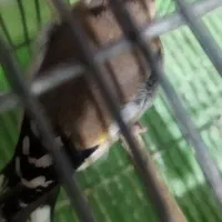 سهره ماده دورگ وسر سیاه|پرنده|شیراز, کوشک میدان|دیوار