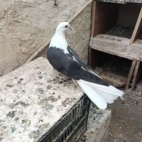 کبوتر ابلاغ