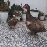 اردک اسرائیلی شکلاتی مسکویی
