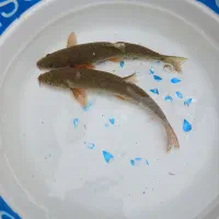 ۳عدد گربه ماهی لجن خوار چینی