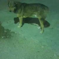 واگزاری|سگ|کلیائی, |دیوار