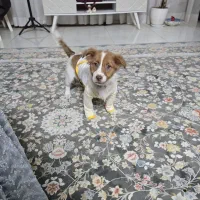 سگ  نر پاکوتاه