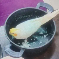 عروس هلندی گمشده با مژدگانی به یابنده محدوده فاز 6