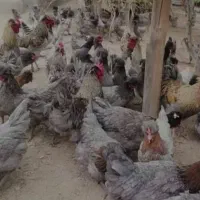 تخم مرغ ایسبار نطفه دار