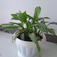 گل طبیعی