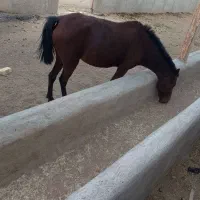 اسب