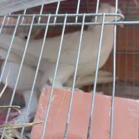 نر ماده سیفد پرپا کلاهی خوشگل