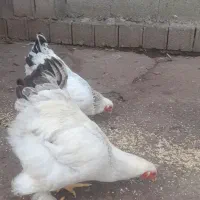 مرغ وخروس برهما،درسراوان ،قاضییان