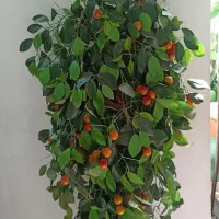 درختچه ۸۵۰ تومن|گل مصنوعی|دزفول, |دیوار