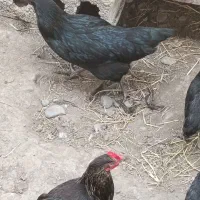 یک عدد مرغ ایام سمانی
