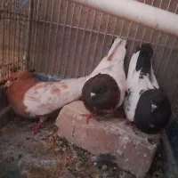 کبوتر  زینتی