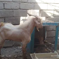 بز نر