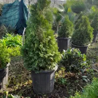 گل تویا|گل و گیاه طبیعی|کلاچای, |دیوار